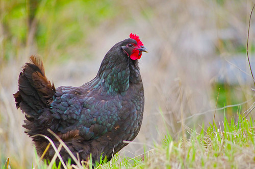 Australorp Chicken