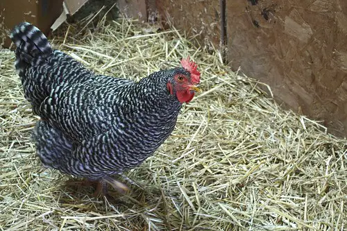 Barred Plymouth Rock chicken