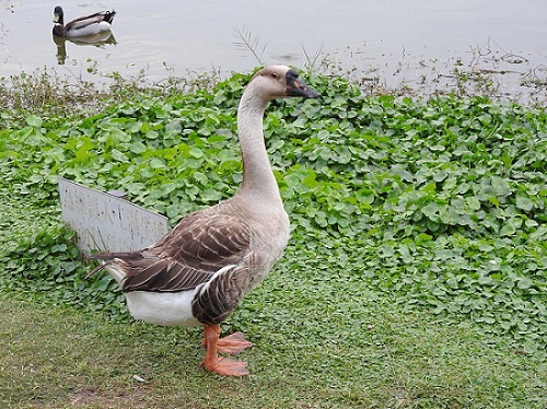 Chinese Geese