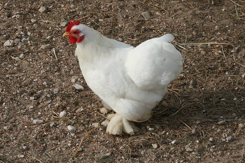 Cochin chicken