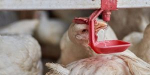 Electrolytes for Chickens: Benefits and How to Prepare