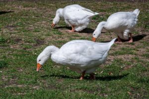 Emden Geese