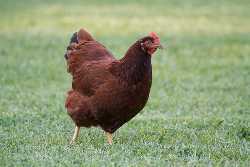 New Hampshire Red Chicken