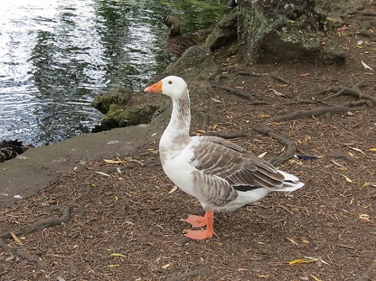 Pilgrim Geese