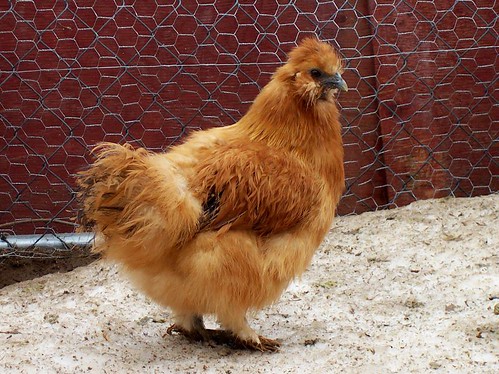 Red Silkie Bantam