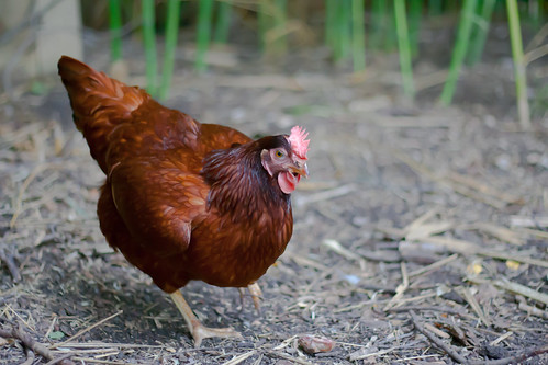 Rhode Island Red Chicken