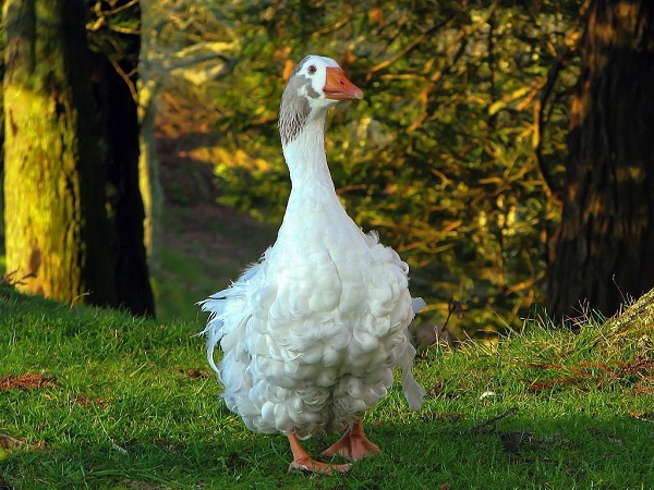 Sebastopol Geese