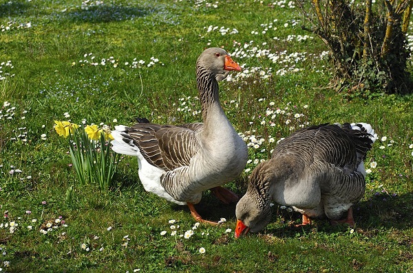 Toulouse Geese