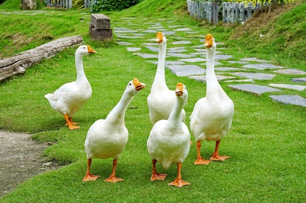 White African Geese