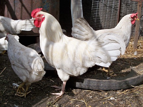 White Leghorn Chicken