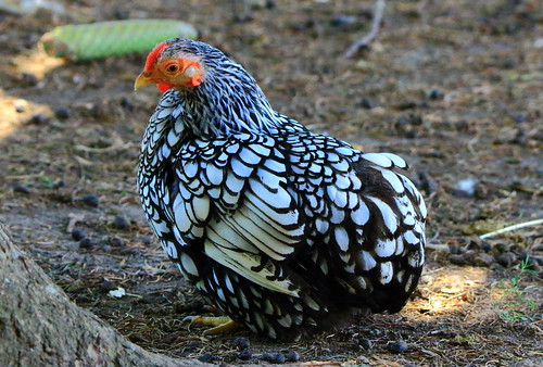 Wyandotte Chicken