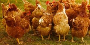 5 Natural Sources of Calcium for Chickens