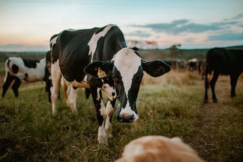 Dairy cows grazing