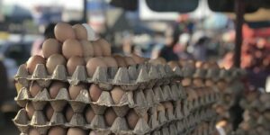 Everything You Need to Know About Egg Glut