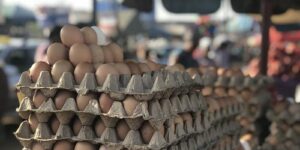 Everything You Need to Know About Egg Glut