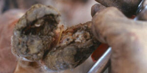 Hoof Rot in Goats: Causes, Treatment and Prevention
