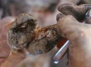 Hoof rot in goats