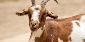 Listeriosis in Goats and Cattle
