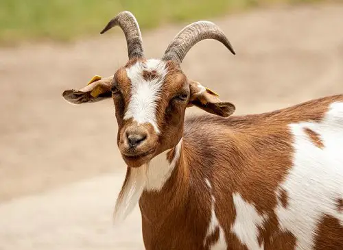 Listeriosis in goats