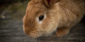 10 Rabbit Noises and What They Mean