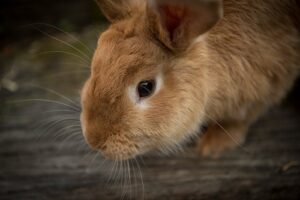 Rabbit Noises