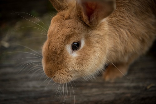 Rabbit Noises