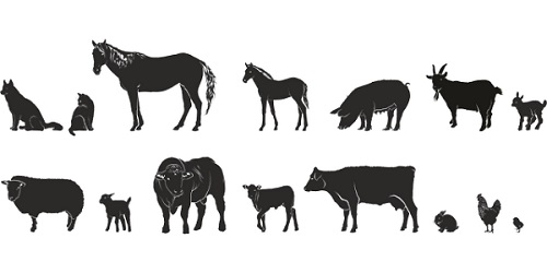 List of Sounds that Domestic Animals Make - Livestocking List of Sounds that Domestic Animals Make - Livestocking