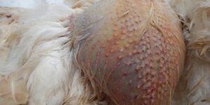 Ascites in Chickens: Signs, Causes, Treatment & Prevention