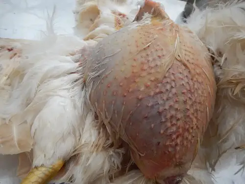 ascites in chickens