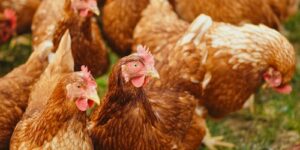 Practical Ways to Boost Your Income With Chickens