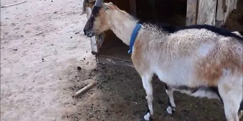 Bloat in goats