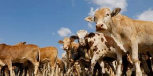 10 Basic Criteria for Culling Cattle