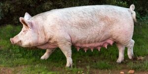 Interesting Facts About Pigs & Why Pigs Don’t Sweat