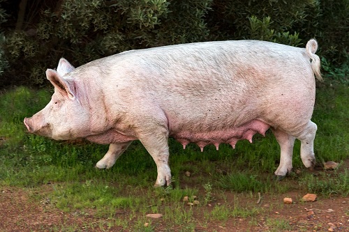 Facts about pigs