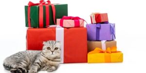 How to Find Cute Gifts for Pet Lovers