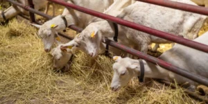 7 Ways to Do Livestock Farming the Right Way
