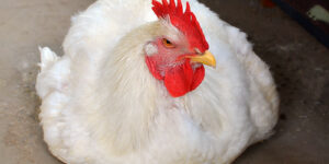 How to Feed Broilers for Fast Growth