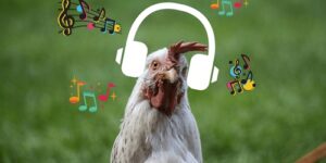 10 Cool Songs About Chickens