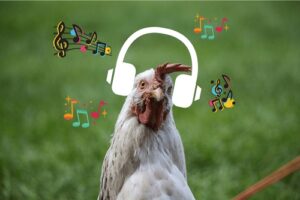 Songs about chicken