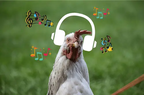 Songs about chicken