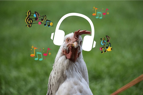 Songs about chicken