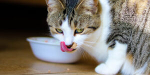 Tips To Improve Your Cat’s Eating Habit – Cat Diet Guide