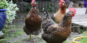 The Eco-Friendly Benefits of Chickens in Garden Pest Management