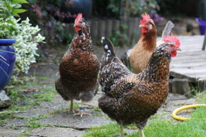 Chickens in a garden